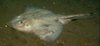 Ray