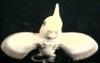 Long-nosed Chimaera