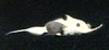 Long-nosed Chimaera