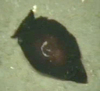 Sea Slug