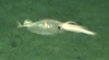 Squid