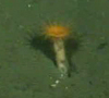Stalked Anemone