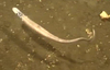 Aldrovandia