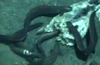 Snub-nosed Eel