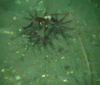 Seapen