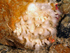 Parazoanthus (anguicomus?)