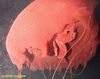 Poralia jelly