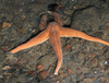 Asterias rubens