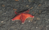 Porania pulvillus