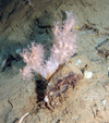 Alcyonacean