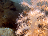 Gersemia