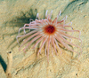 Cerianthid