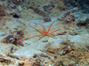 Colossendeis proboscidea