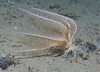 Poliometra prolixa