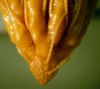 Poliometra prolixa