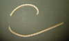 Poliometra prolixa