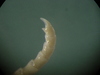 Poliometra prolixa