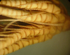 Poliometra prolixa
