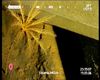 Crinoid