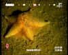 Hymenaster pellucidus