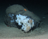 Chamber sponge