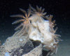 Unknown sponge