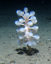 Giant club sponge