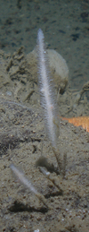 Sponge Asbestopluma bihamatifera
