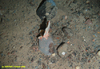 Transparent sponge (unidentified)