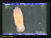 Peniagone sea cucumber