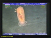 Peniagone sea cucumber