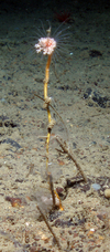 Hydroid Tubularia regalis