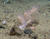Soft coral Alcyonacean