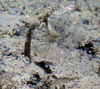 Sabellidae sp.