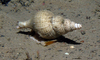 Sea snail