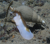 Sea snail