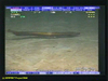 Longnosed eel