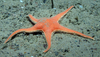 Seastar Pontaster tenuispinus