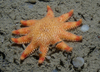 Seastar Crossaster squamatus
