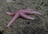 Seastar Henricia sp.