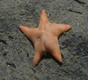 Seastar Poraniid