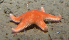 Seastar Poraniid