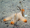 Seastar Pteraster miliaris