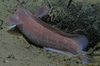Arctic rockling Gaidropsarus argentatus