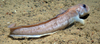 Eelpout Lycodes sp.
