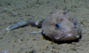 Scorpion fish Cottunculus microps