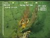 Octocoral and associated ophiuroids from Mauritania