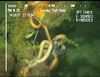 Octocoral and associated ophiuroids from Mauritania