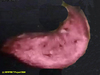 Benthurian sea cucumber