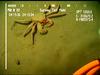 Lithodid crab from Mauritania (Paralomis africana?)